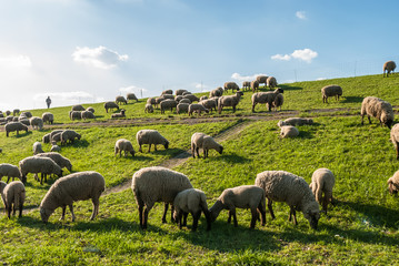 Sheep grazing on the dike in spring in Northern Germany. Lambs and sheep eating grass on a sunny day in April with blue sky and white clouds