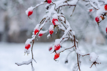 wild red berries of wild rose covered with snow, natural