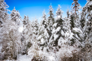 Verschneite Schönheit