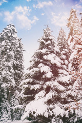 magischer Schneewald