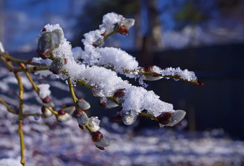 Весеннее таяние снега на ветках вербы.