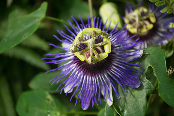 Flor no borbolet&aacute;rio de Campos do Jord&atilde;o/SP