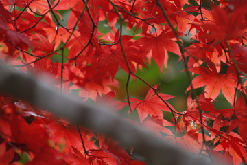 真っ赤な紅葉