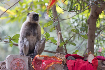 languren affen in indien