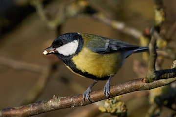Great Tit (Parus major)