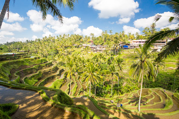 Obraz premium Rice Fields Near Ubud in Indonesia