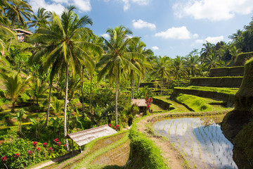 Rice Fields Near Ubud in Indonesia