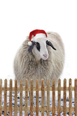 Schaf mit NIkolausmütze, hinter dem Lattenzaun