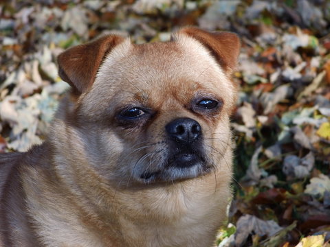 herbstlicher Spaziergang mit dem Hund