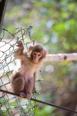 小猿