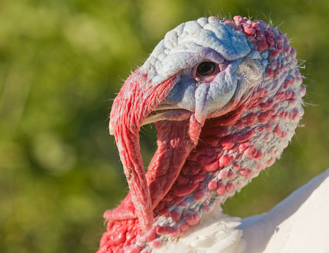 Close-up of the turkey