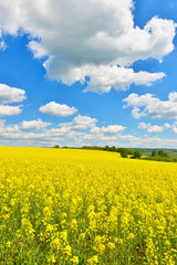 Obraz premium Rape field