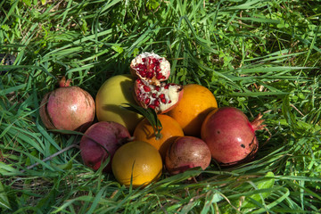 Frutta appena raccolta