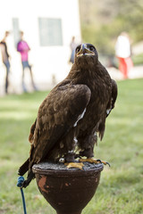 Brown eagle on the grass