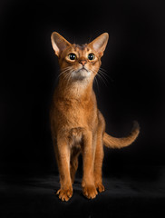 Purebred Somali cat isolated on black background