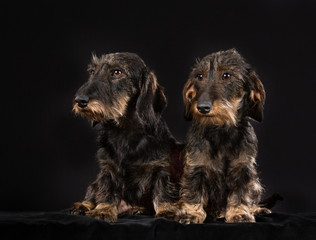 Two wirehaired dachshund dogs