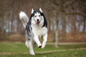 Siberian Husky dog outdoors in nature