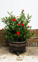 Fototapeta na wymiar red flowers growing in a wooden tub