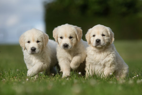 Three golden retriever puppies walking on grass lawn