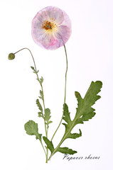 
Picture of dried flowers signed in Latin
