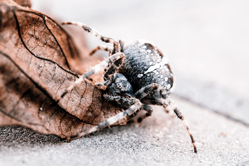 Big Orb spider on the leaf
