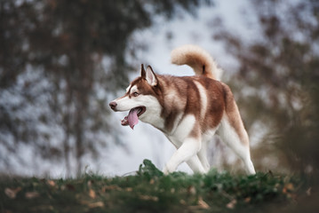 brown siberian husky dog