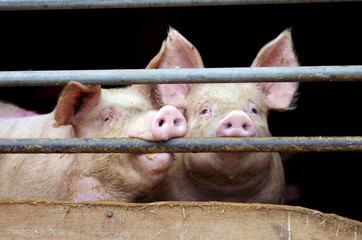 Zwei Schweine hinter Gitter im Schweinestall