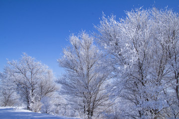 beauty in winter