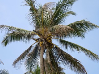 Palm tree top
