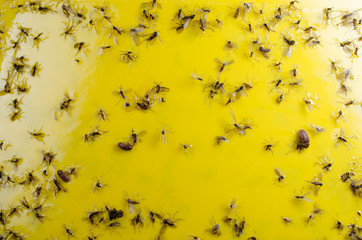 auf den Leim gegangen... (Gelbtafel mit Trauerm&uuml;cken)