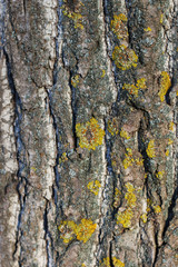 tree bark close-up