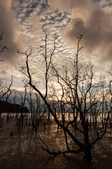 Dead trees and muddy beach at sunset