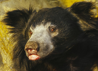 sloth bear © Vasily Smirnov