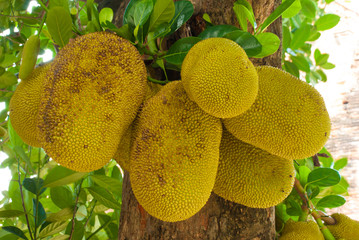 The jackfruit tree and their leaf in background