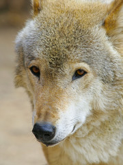 She-wolf