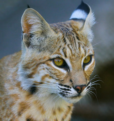 Fototapeta premium Lynx