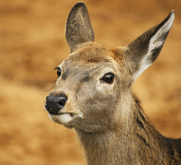 Fototapeta premium Deer