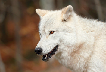 portrait de loup arctique