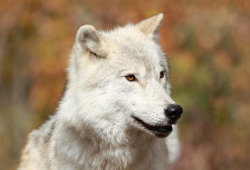 Fototapeta premium loup blanc