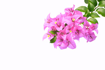 Pink bougainvilleas isolated on white background.
