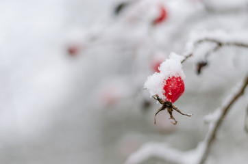 wild red berries of wild rose covered with snow, natural