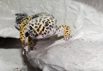 neugierige Leopardgeckodame