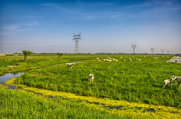 Fototapeta na wymiar Herd of sheep on beautiful mountain meadow, Holland, Netherlands