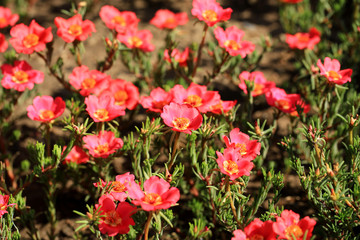 Common purslane flower in the garden