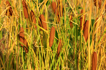 Fototapeta premium reeds background on sunny summer