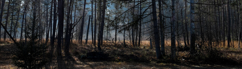 Geisterwald gespenstisch