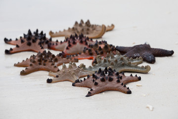 Starfish on sand
