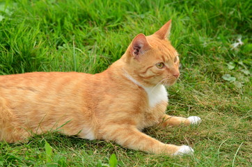 Rudy kot (foxy cat) © idealphoto