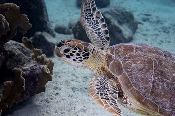 Obraz premium Green sea turtle