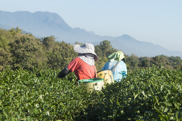 Fototapeta na wymiar woman workers harvesting tea leaf at the organic tea farm